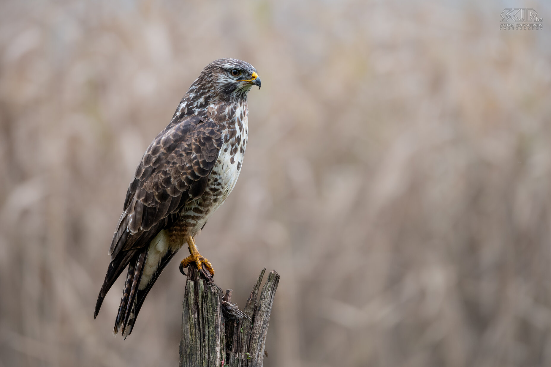 Buizerd Buizerd / Buteo buteo Stefan Cruysberghs